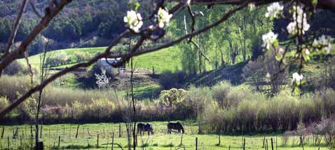 High Country Spring