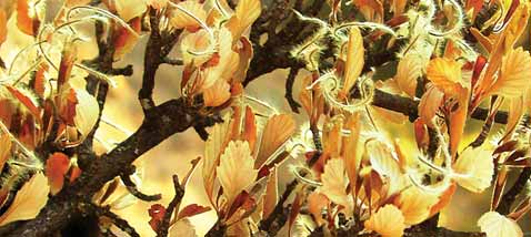 Mountain Mahogany