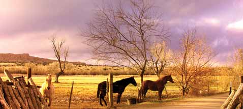 Perfect Pasture